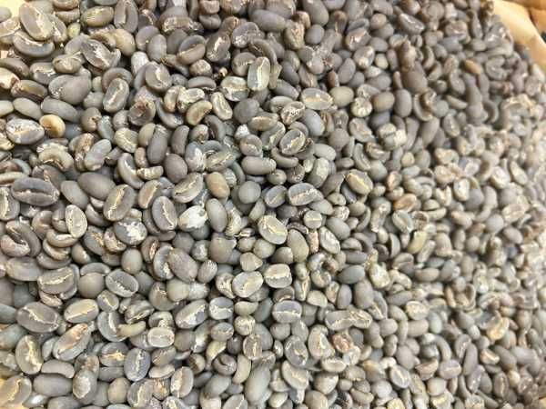 Grade I Coffee Beans